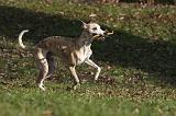 WHIPPET 397